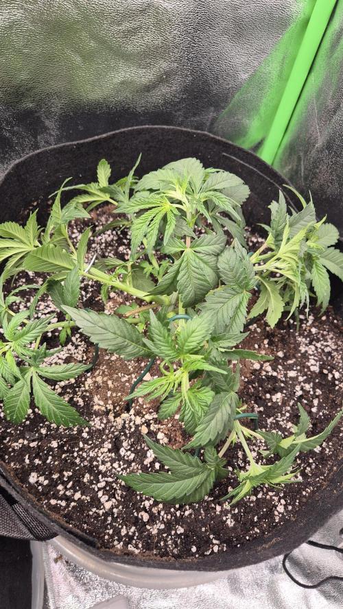 Imperium X(treme purple?). Week 4