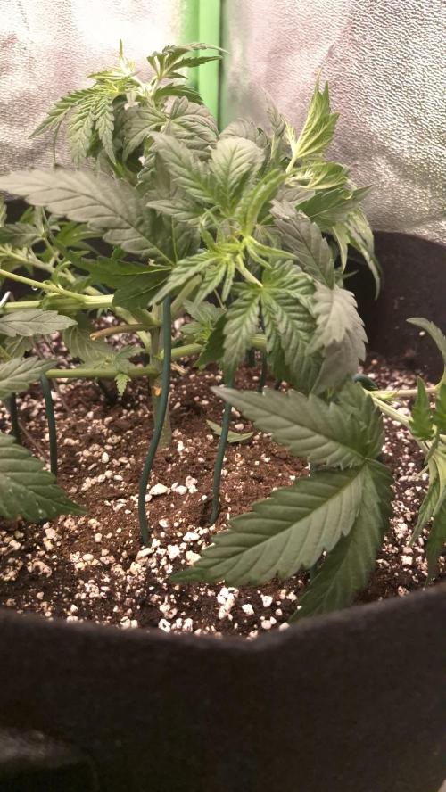 Imperium X(treme purple?). Week 4