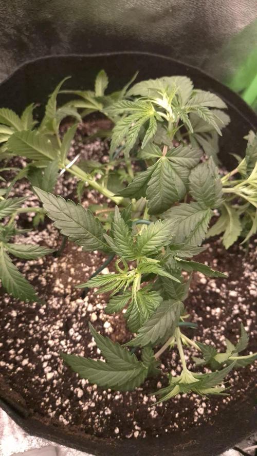 Imperium X(treme purple?). Week 4