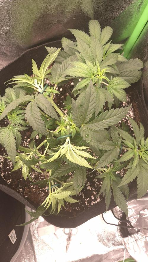 Imperium X(treme purple?). Week 4