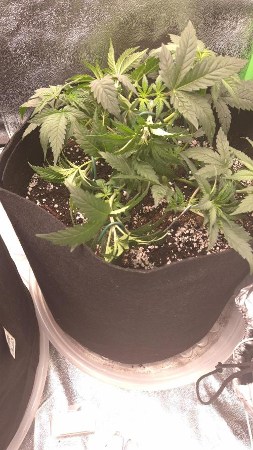 Imperium X(treme purple?). Week 4