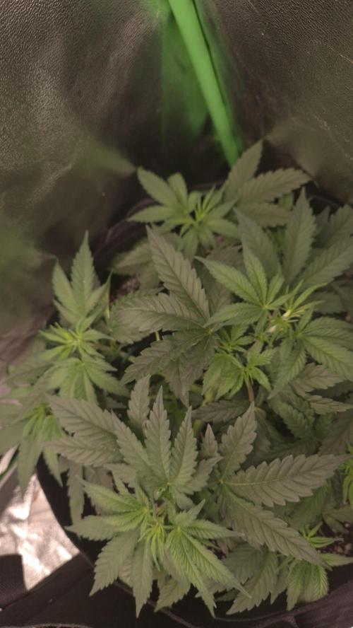 Imperium X(treme purple?). Week 4 - This is 2 days after the last LST