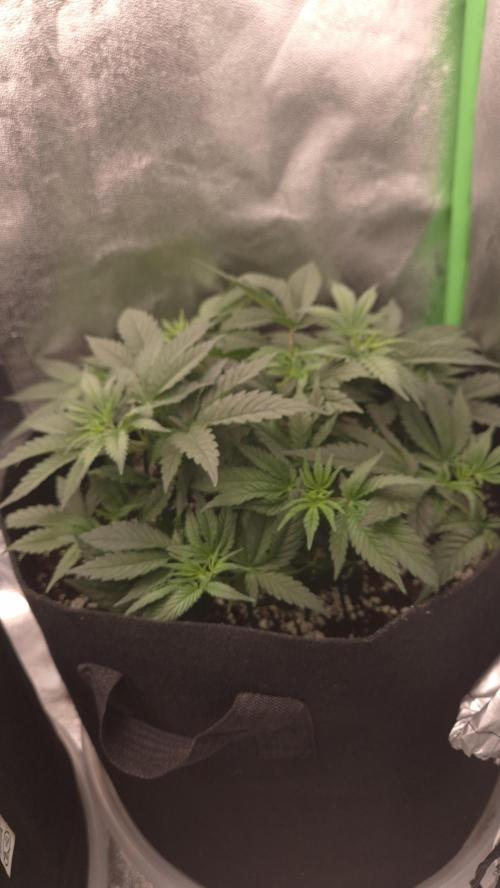 SF-1000. Week 4