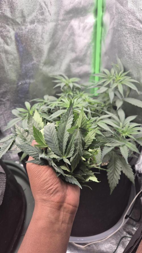 Black Domina. Week 5