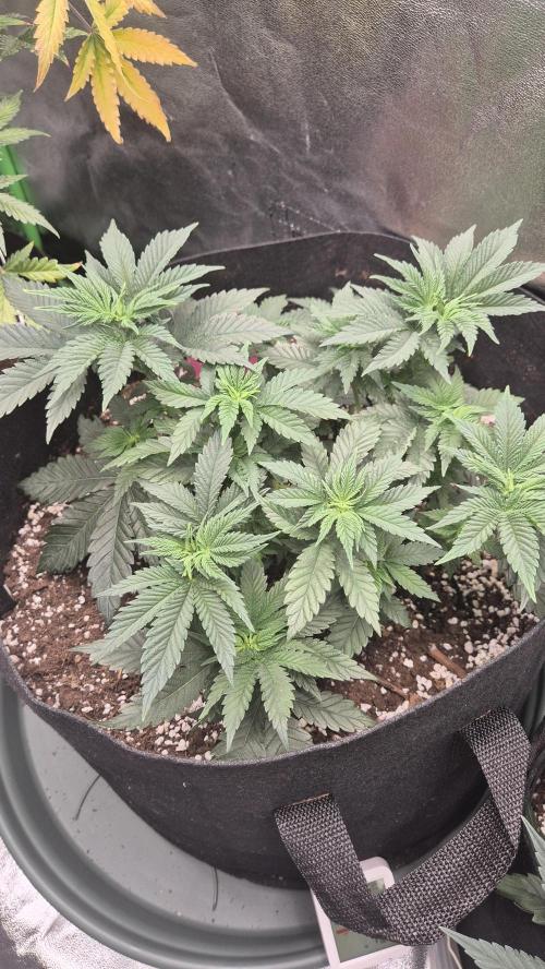 Black Domina. Week 5 - pre defoliation and lst