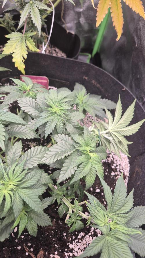 Black Domina. Week 5
