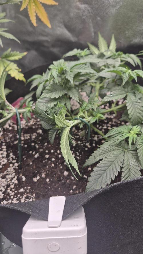 Black Domina. Week 5