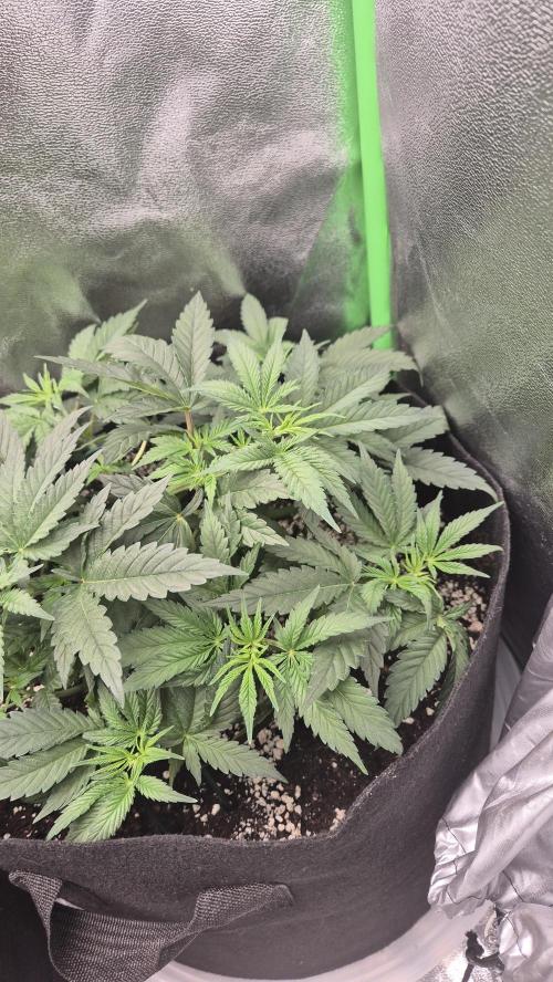 Imperium X(treme purple?). Week 5