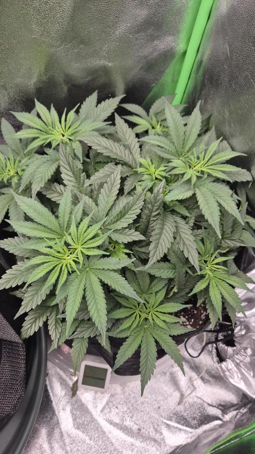 Imperium X(treme purple?). Week 5