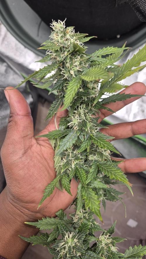Barney's Farm LSD Auto. Week 11 - sad :( early drying for you.