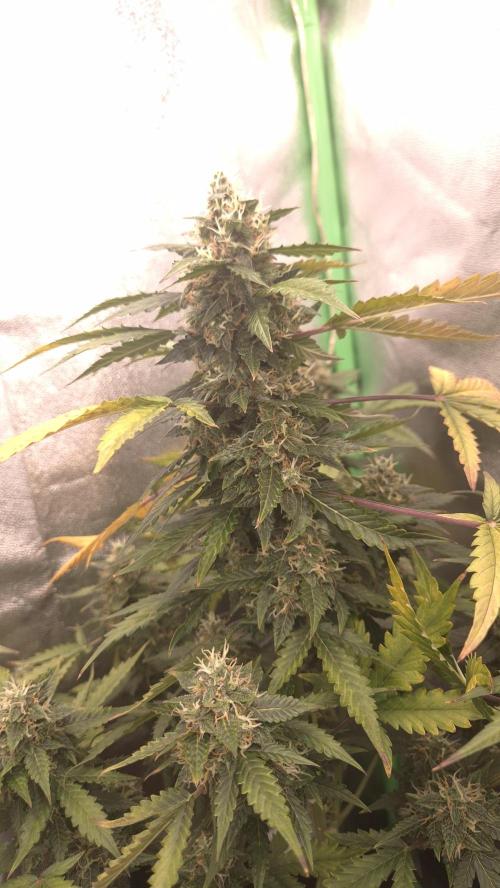Barney's Farm LSD Auto. Week 11