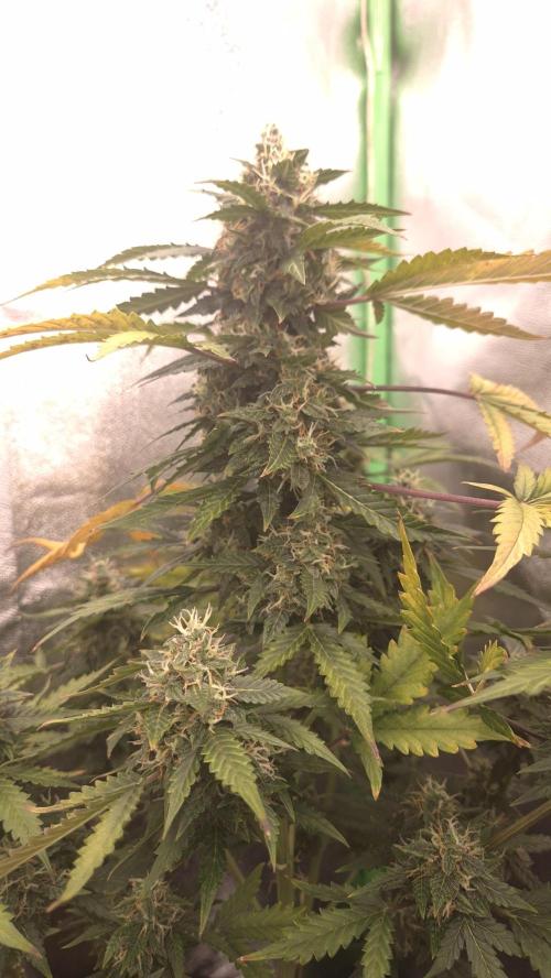 Barney's Farm LSD Auto. Week 11