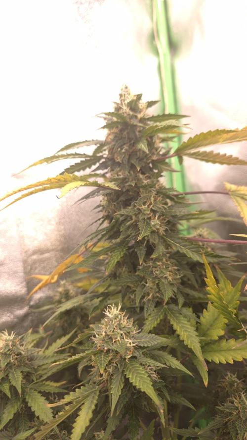 Barney's Farm LSD Auto. Week 11