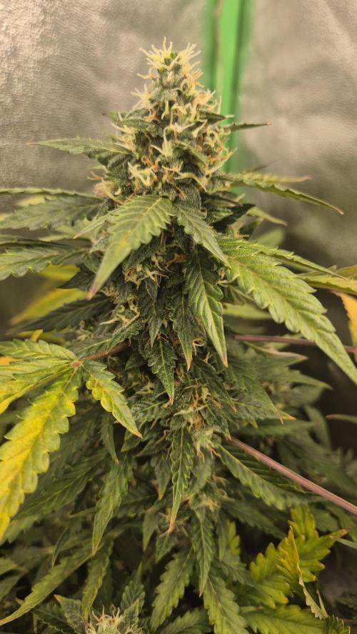 Barney's Farm LSD Auto. Week 11