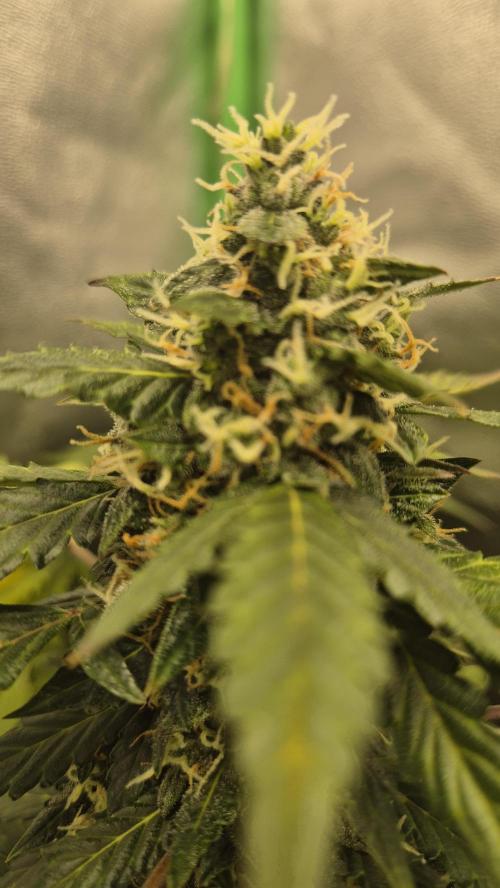 Barney's Farm LSD Auto. Week 11