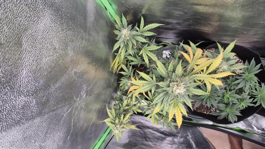 Barney's Farm LSD Auto. Week 11
