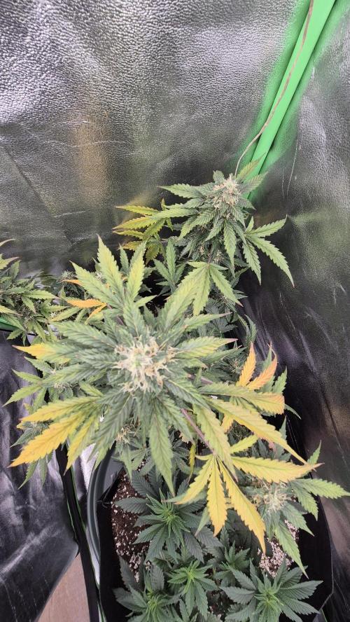 Barney's Farm LSD Auto. Week 11