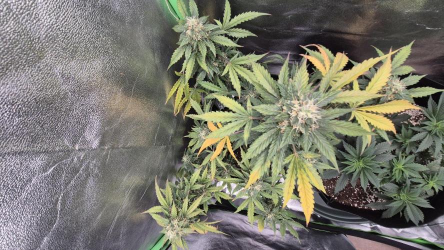Barney's Farm LSD Auto. Week 11