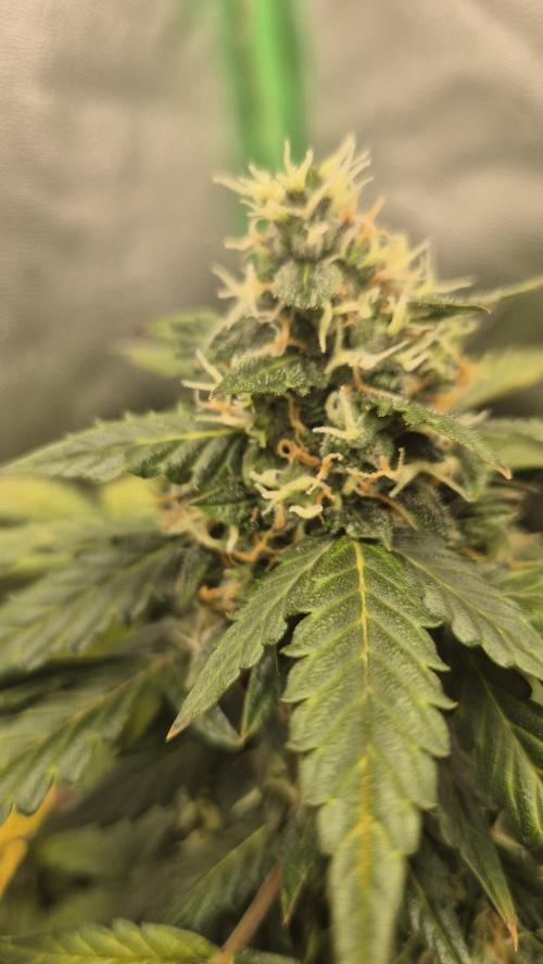 Barney's Farm LSD Auto. Week 11