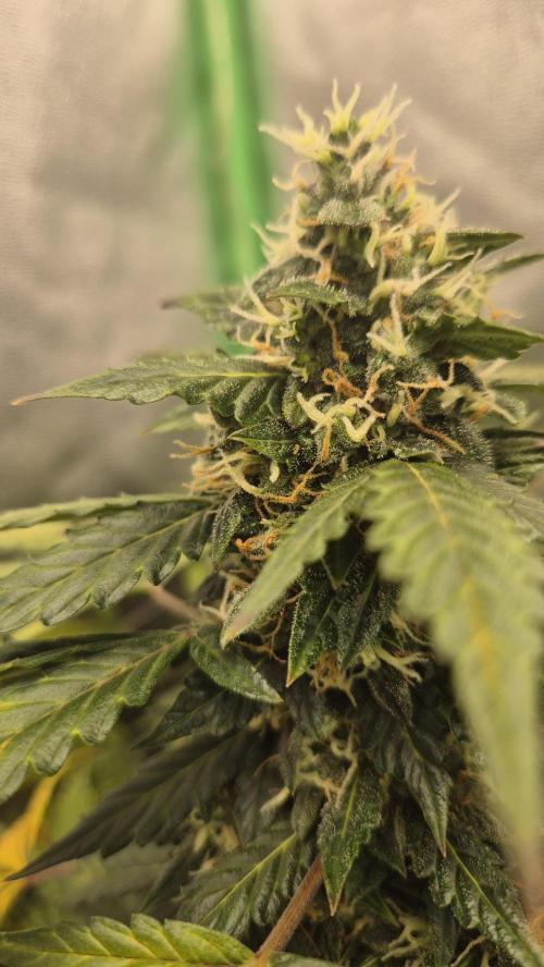Barney's Farm LSD Auto. Week 11