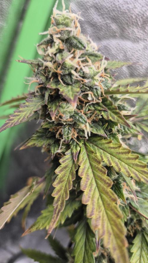Barney's Farm LSD Auto. Week 12