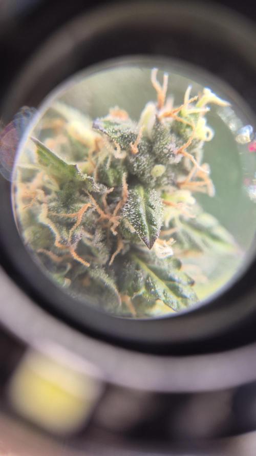Barney's Farm LSD Auto. Week 12
