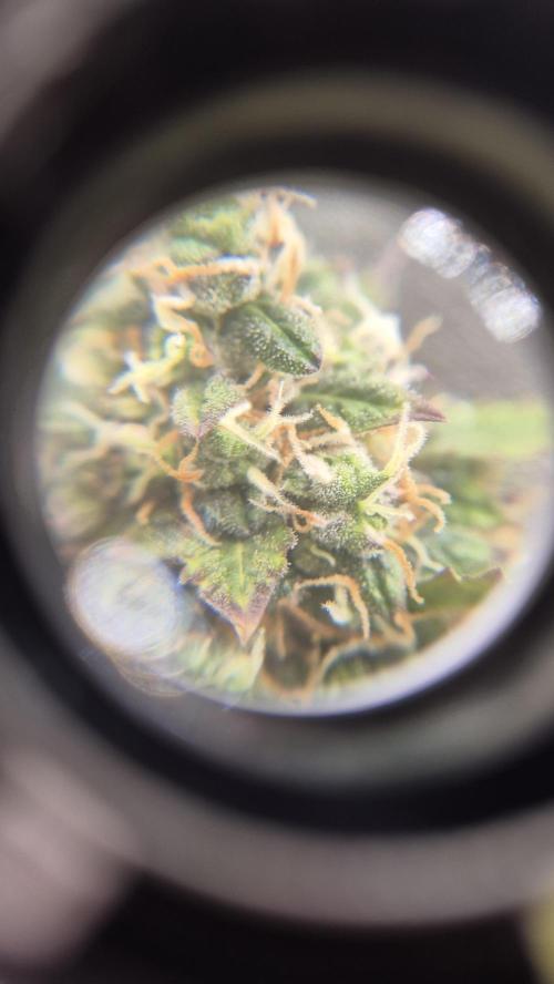 Barney's Farm LSD Auto. Week 12