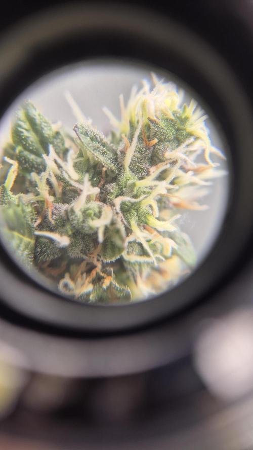 Barney's Farm LSD Auto. Week 12