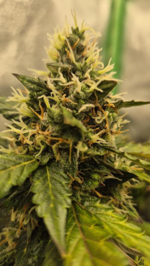 Barney's Farm LSD Auto. Week 12