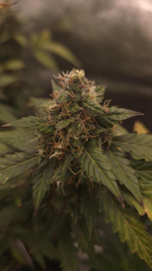 Barney's Farm LSD Auto. Week 12