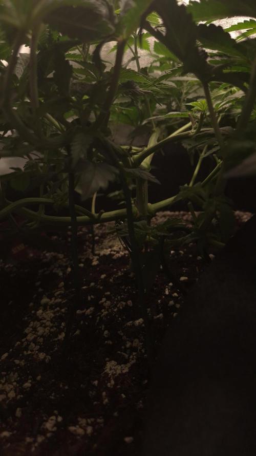 Black Domina. Week 6