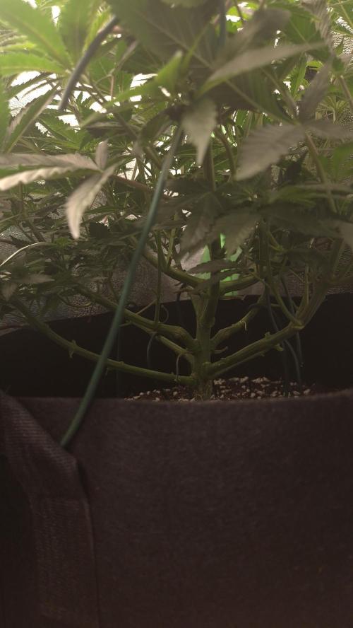 Imperium X(treme purple?). Week 6 - empty middle