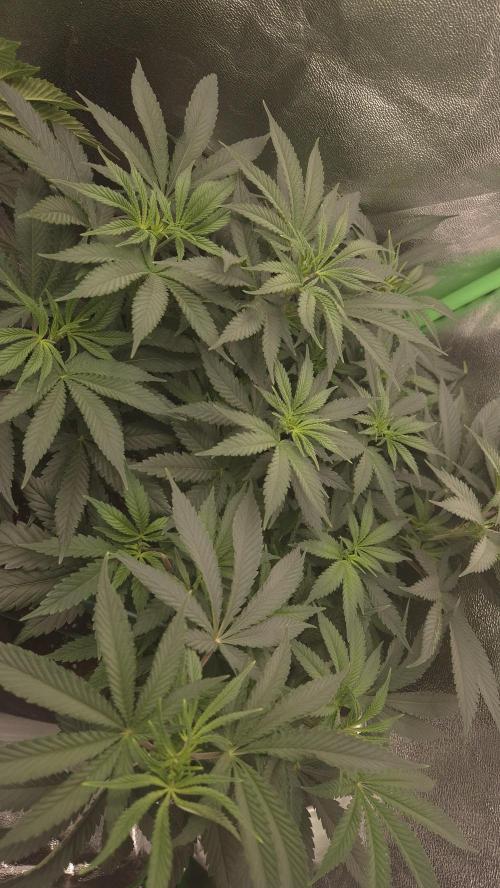 Imperium X(treme purple?). Week 6