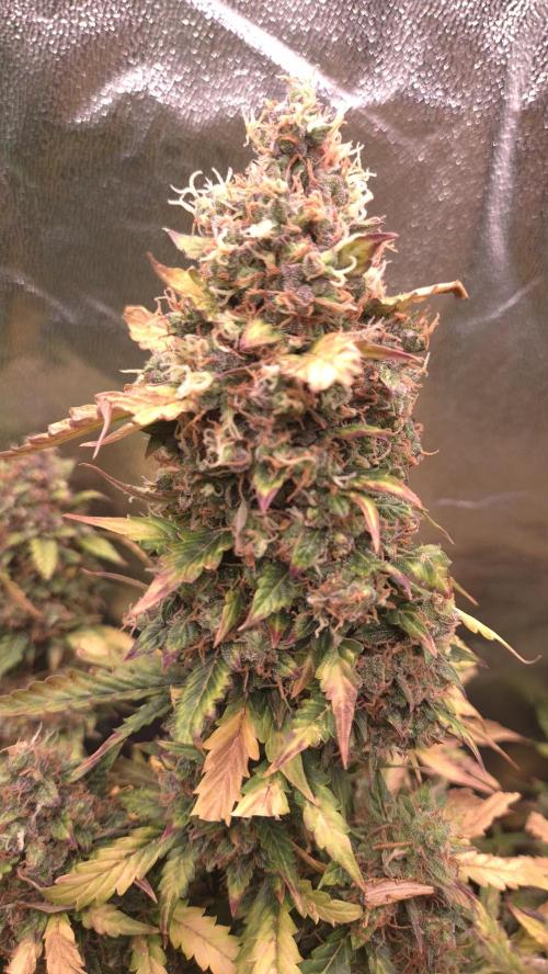 Barney's Farm LSD Auto. Week 13 - all leafs changed colors