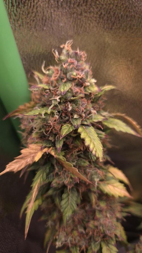 Barney's Farm LSD Auto. Week 13