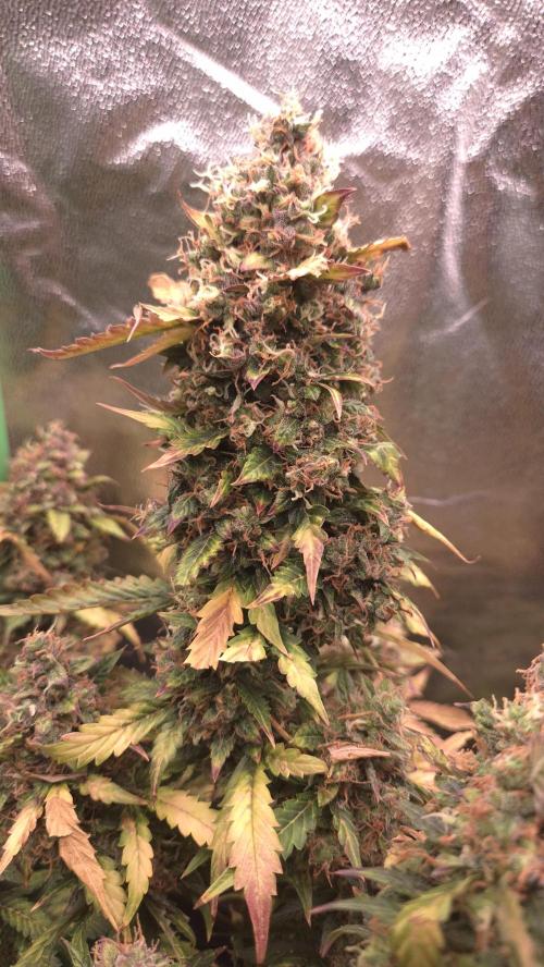 Barney's Farm LSD Auto. Week 13