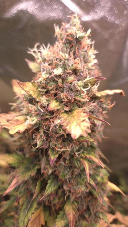 Barney's Farm LSD Auto. Week 13