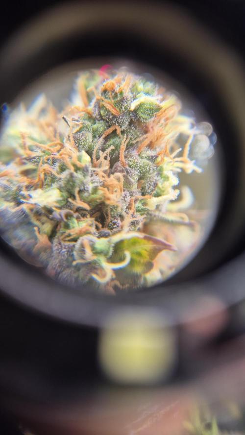Barney's Farm LSD Auto. Week 13