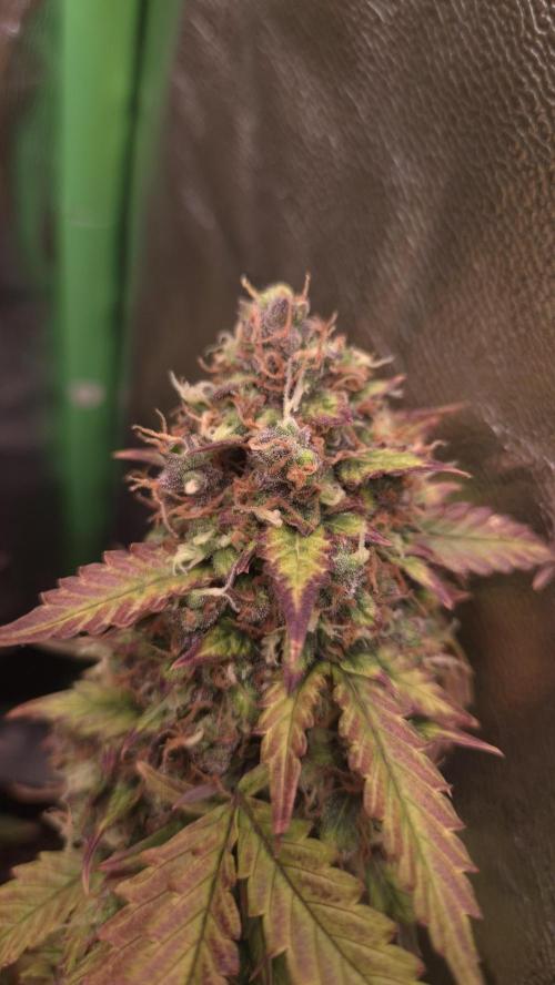 Barney's Farm LSD Auto. Week 13