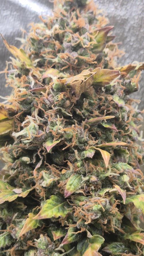 Barney's Farm LSD Auto. Week 14 - some close ups