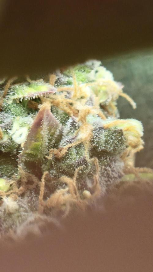 Barney's Farm LSD Auto. Week 14