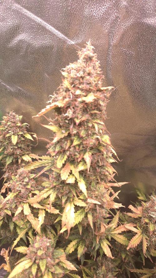 Barney's Farm LSD Auto. Week 14