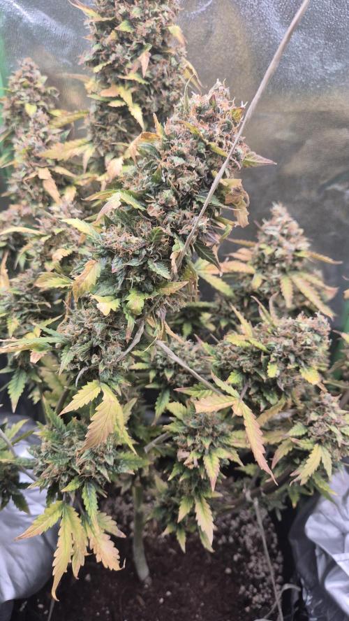 Barney's Farm LSD Auto. Week 14