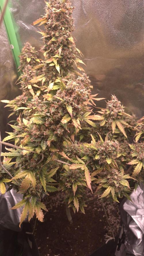 Barney's Farm LSD Auto. Week 14