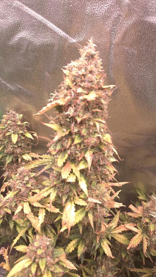 Barney's Farm LSD Auto. Week 14