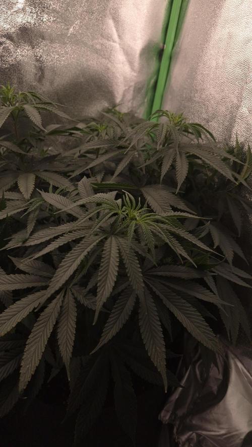 Imperium X(treme purple?). Week 7