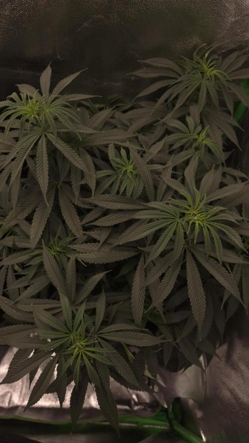 Imperium X(treme purple?). Week 7