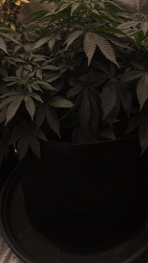 SF-1000. Week 7