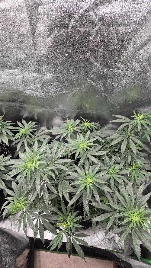 Imperium X(treme purple?). Week 8