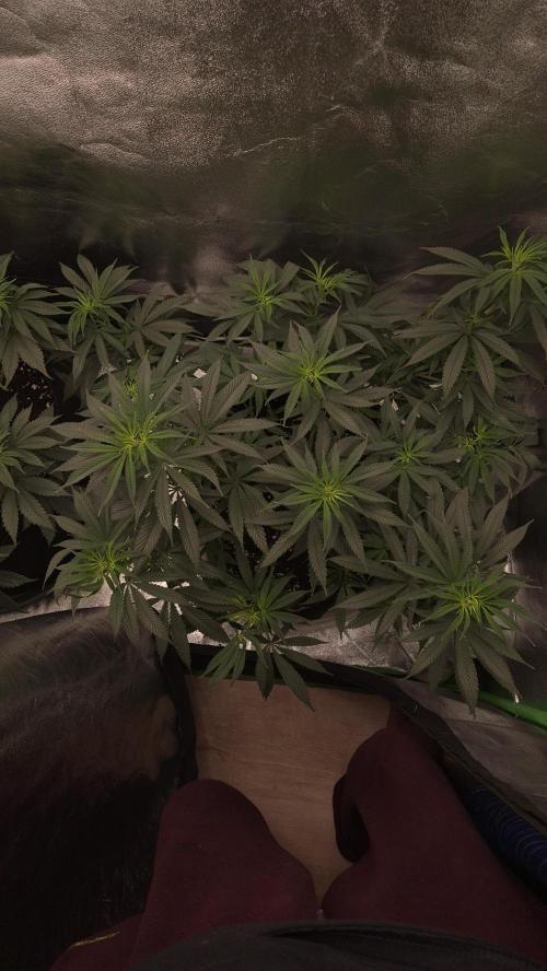 Imperium X(treme purple?). Week 8